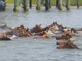 Chincoteague Pony Swim July 2007 055